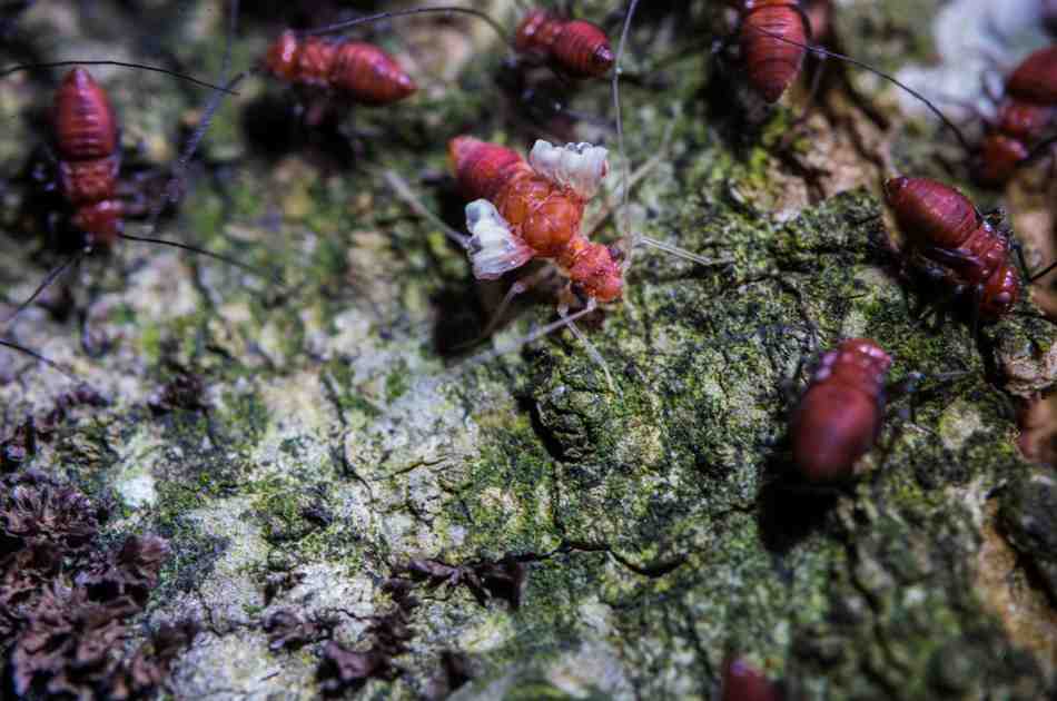 Pest Control in Rio Linda