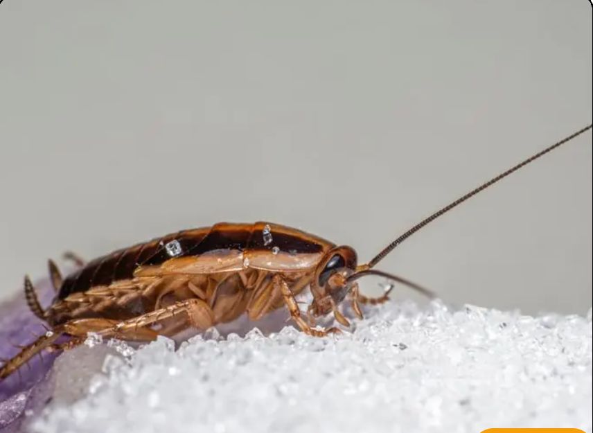 Pest Control in Rio Linda