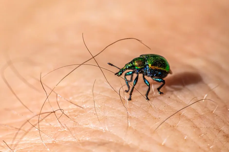 Close-up of a green beetle on human skin, showing insect anatomy in detail.