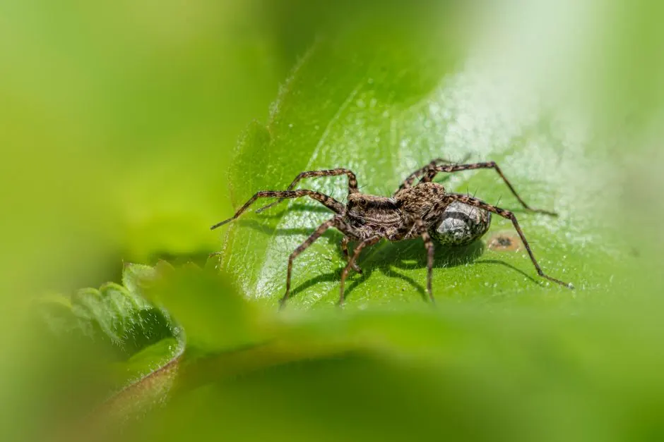 Our Expertise in Spider Control