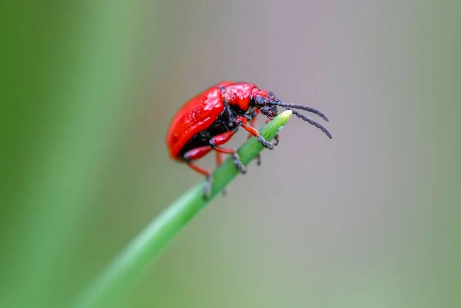 Detailed image of a red lily leaf beetle on a green plant stem.
