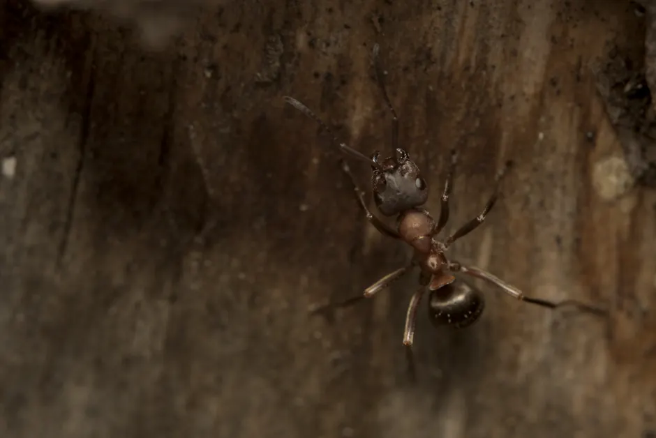Detailed macro image of an ant exploring a wooden surface.