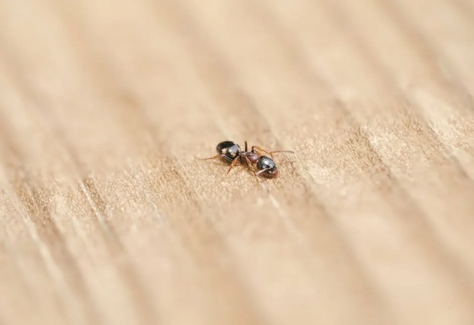 Our Expertise in Pest Inspection Services