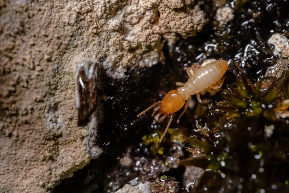 Our Expertise in Termite Control