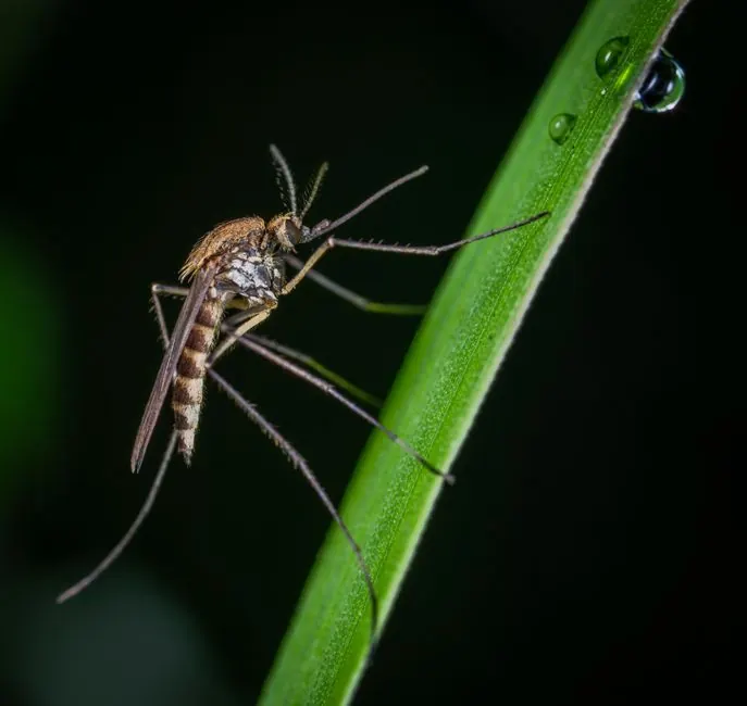 Our expertise in mosquito control