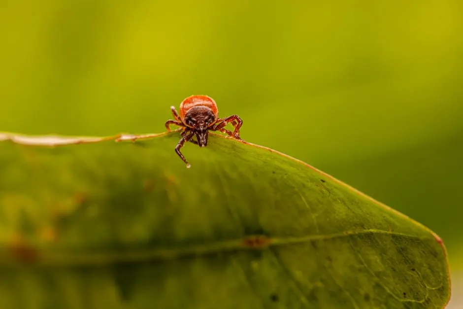 Our Expertise in Flea and Tick Control