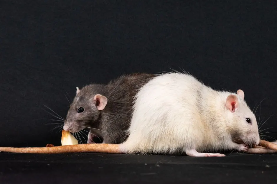 Benefits of Our Rodent Control Services