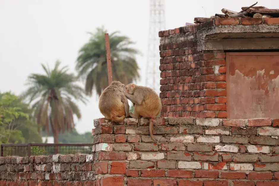 Two rhesus macaques engage in social grooming on a rooftop in Uttar Pradesh, India.
