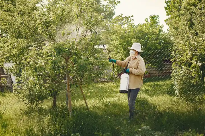 Woman in protective gear spraying pesticides on garden trees with a spray bottle.